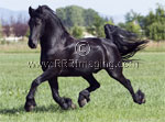 T_blk-1-2998.jpg